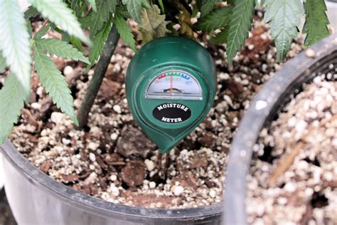 watering cannabis with moisture meter|ideal moisture content for cannabis.